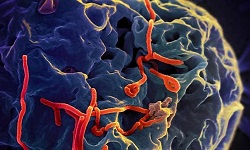Filovirus